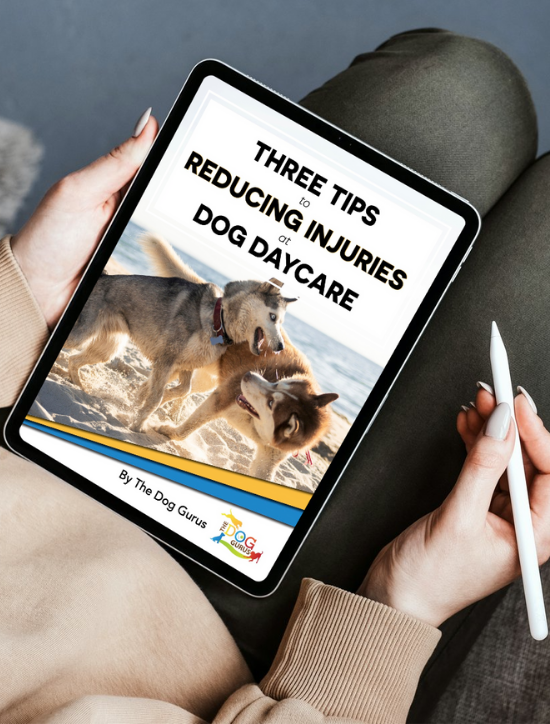 3 Tips for Reducing Injuries at Dog Daycare 3 Tips for Reducing Injuries at Dog Daycare