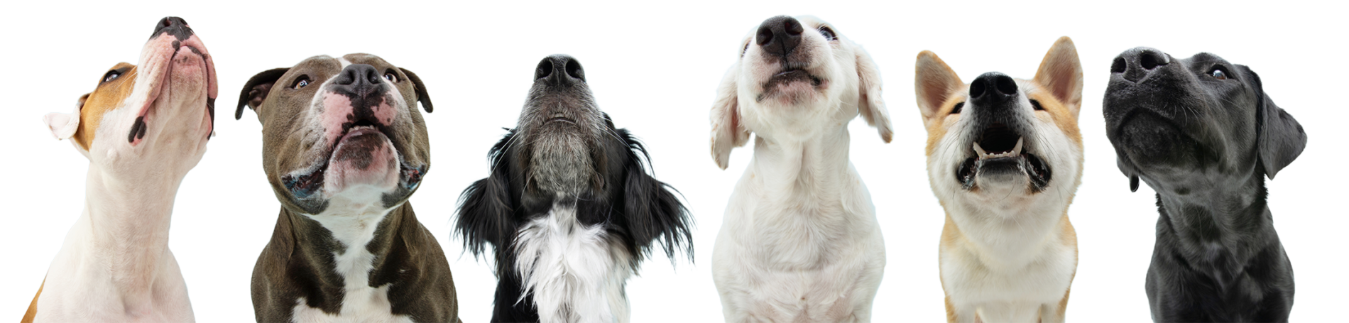 dog-noses-looking-up.png